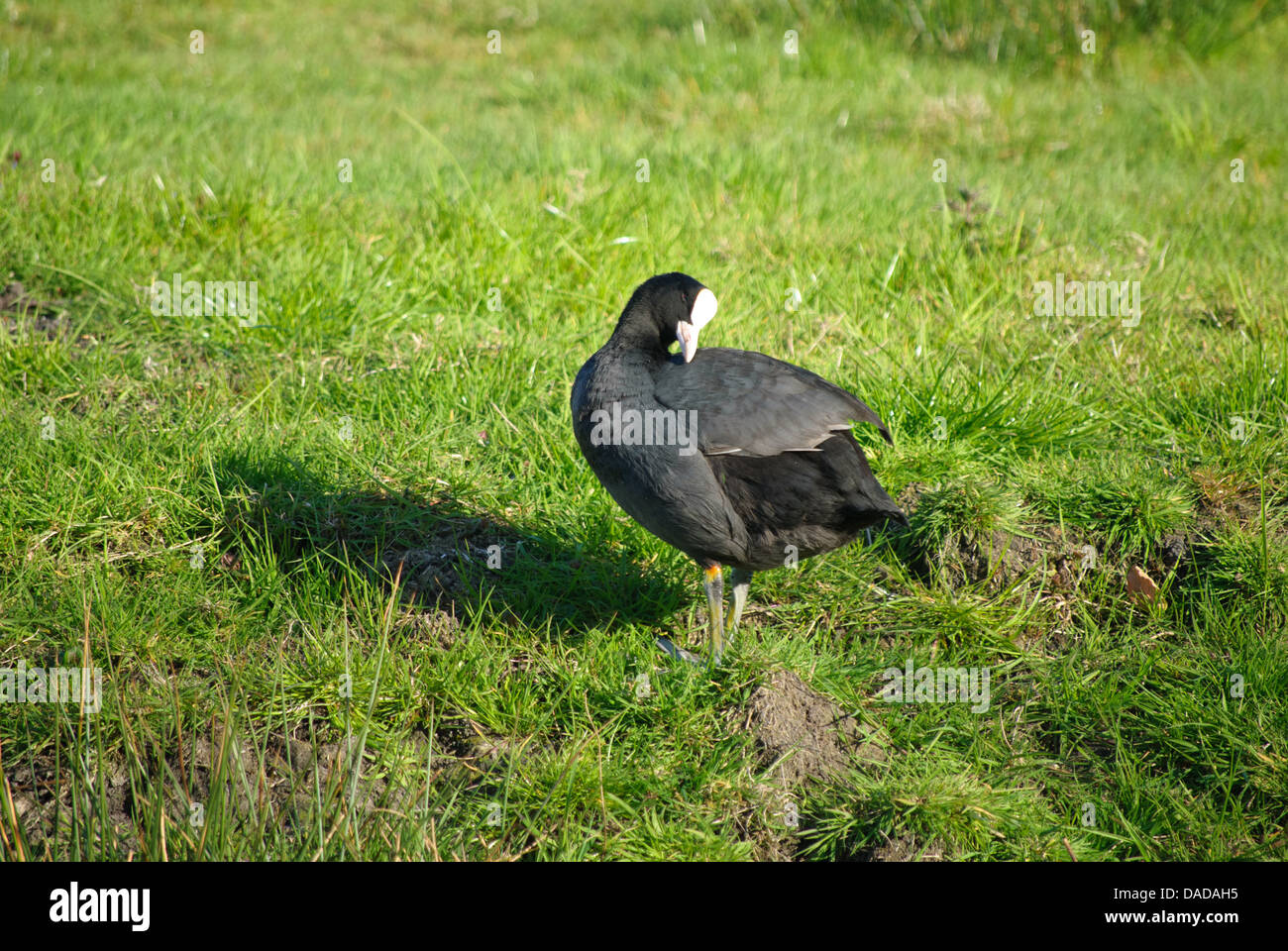 La folaga comune in un campo Foto Stock