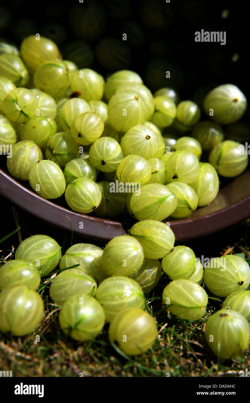 Frutta fresca estiva frutti di bosco verdi - Ribes uva-crocrispa Foto Stock