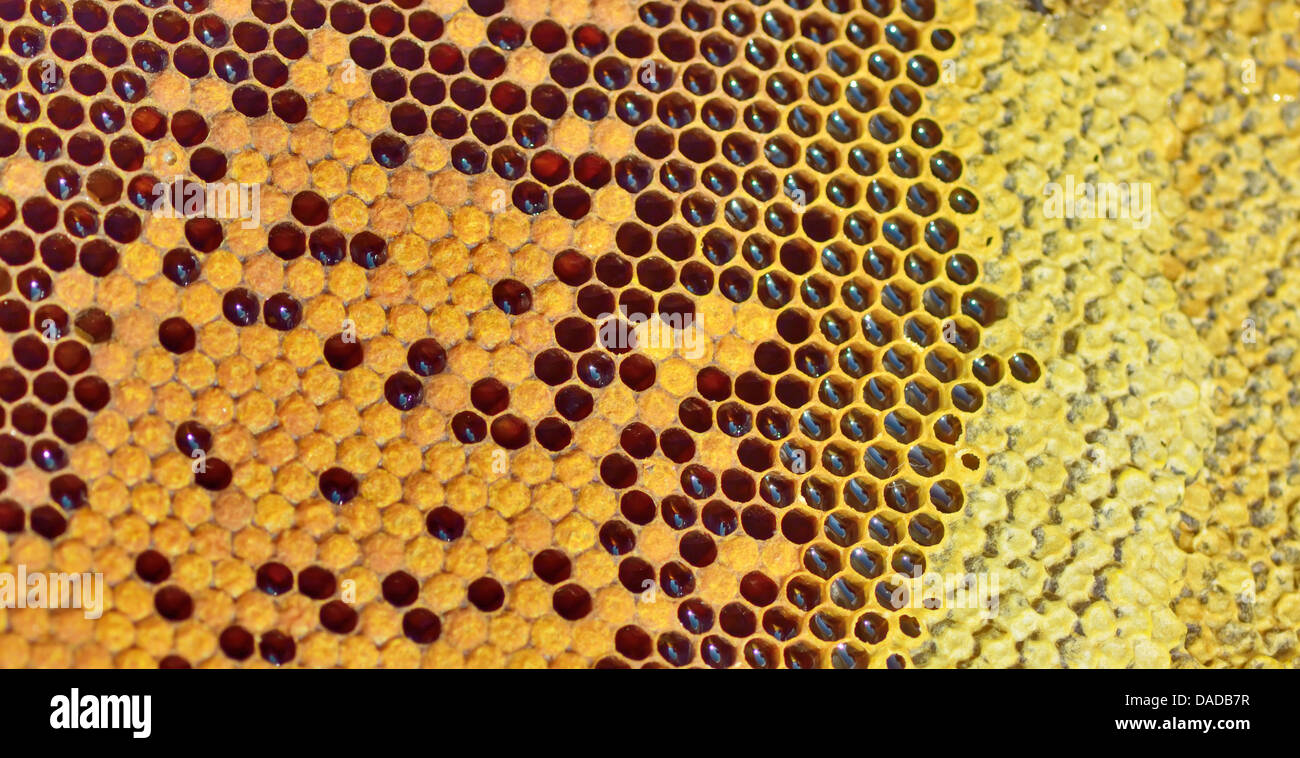 Dettagli del miele fresco nel pettine Foto Stock