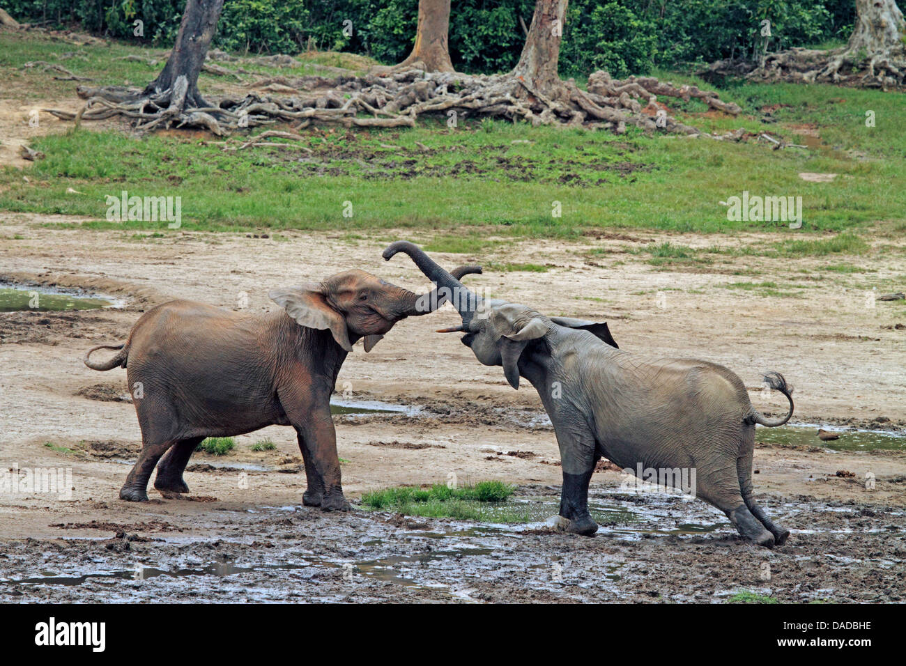 Forest Elefanti Elefante africano (Loxodonta cyclotis, Loxodonta africana cyclotis), due elefanti sono saluto ogni altro, Repubblica Centrafricana, Sangha-Mbaere, Dzanga Sangha Foto Stock