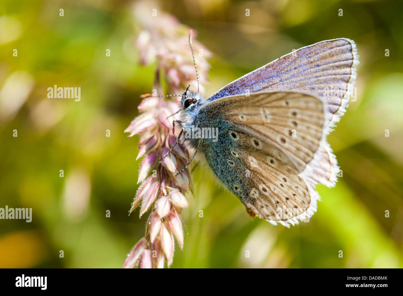 Comune di Blue Butterfly Foto Stock