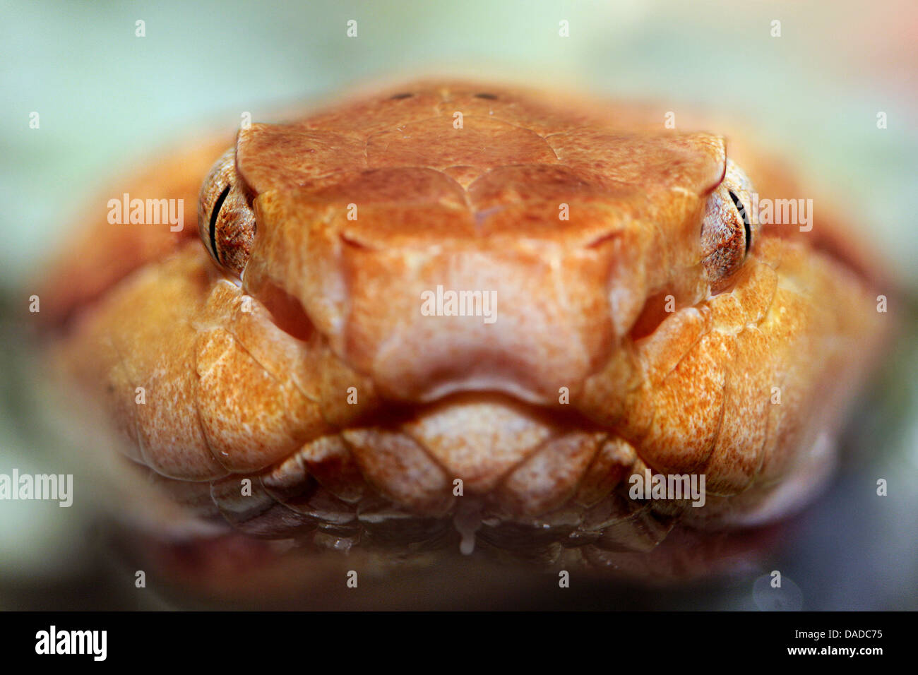 Rattlesnake (Crotalus spec.), ritratto, pit organi, STATI UNITI D'AMERICA Foto Stock