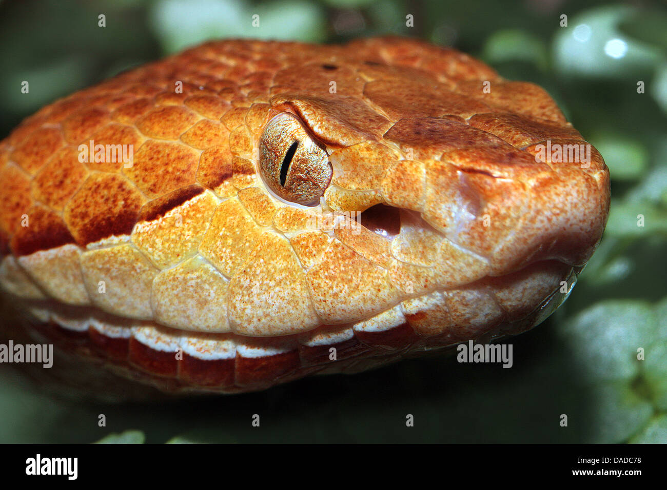 Rattlesnake (Crotalus spec.), ritratto, pit organi, STATI UNITI D'AMERICA Foto Stock