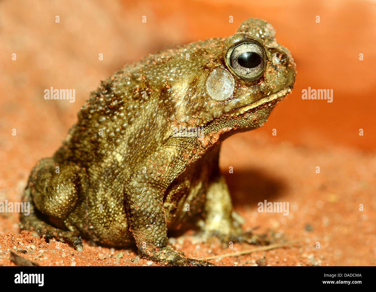 Panther toad (Bufo regularis), seduta Foto Stock