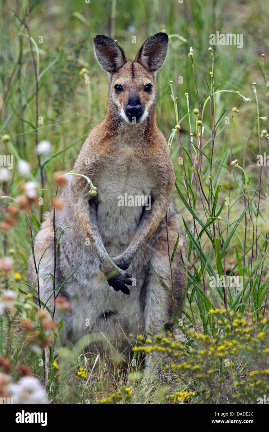Rosso-un wallaby dal collo, Bennetts Wallaby (Macropus rufogriseus, Wallabia rufogrisea), seduta in alti gras, Australia Nuovo Galles del Sud, Warrumbungle National Park Foto Stock