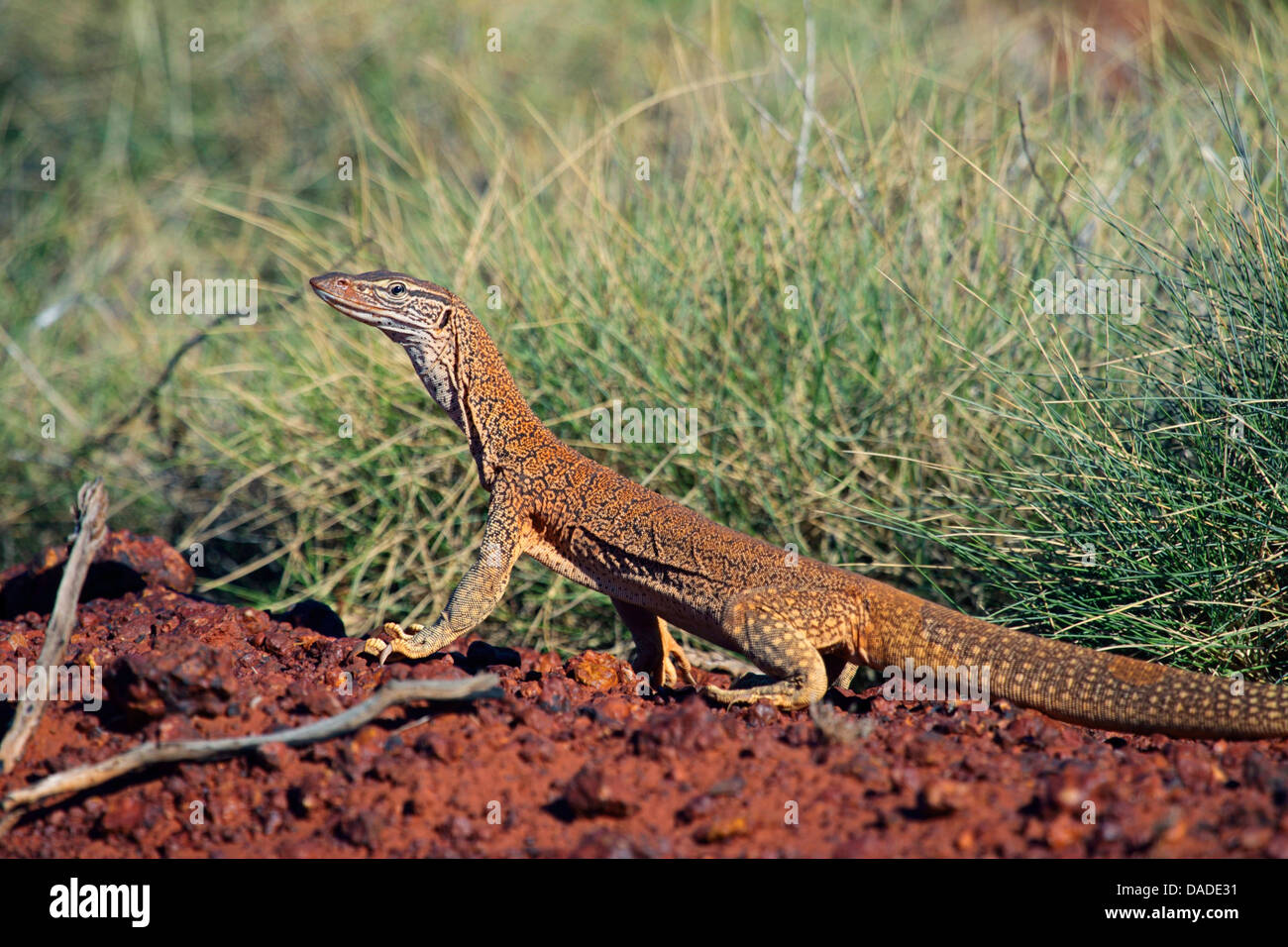 Gould monitor, monitor di sabbia, sabbia, goanna bungarra (Varanus gouldii), seduti al ciglio della strada nell'outback, Australia Australia Occidentale, Gary Junction Road Foto Stock