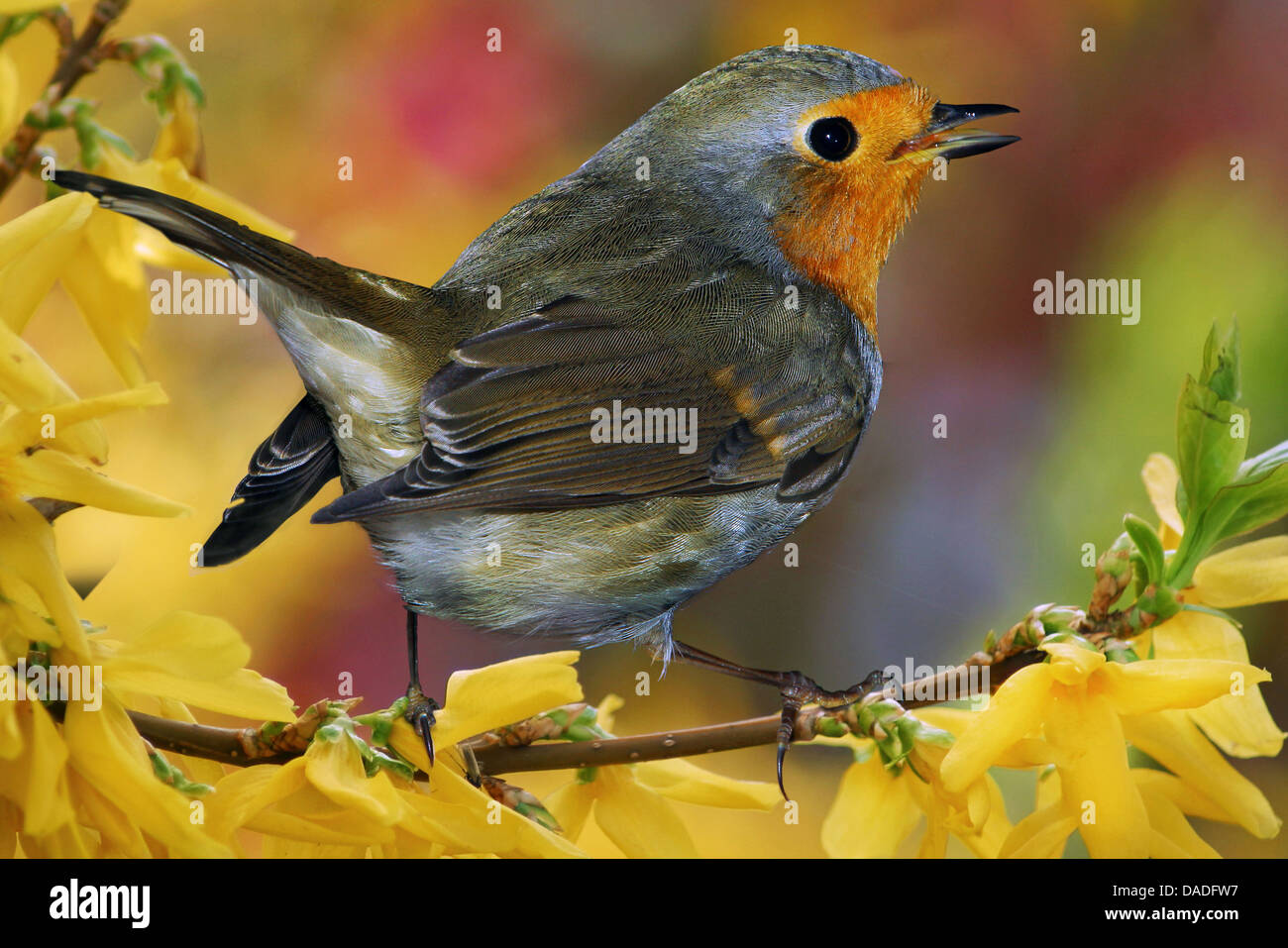 Unione robin (Erithacus rubecula), seduto su un ramo di coltivazione, in Germania, in Baviera Foto Stock Unione robin (Erithacus rubecula), seduto su un ramo di coltivazione, in Germania, in Baviera Foto Stock
