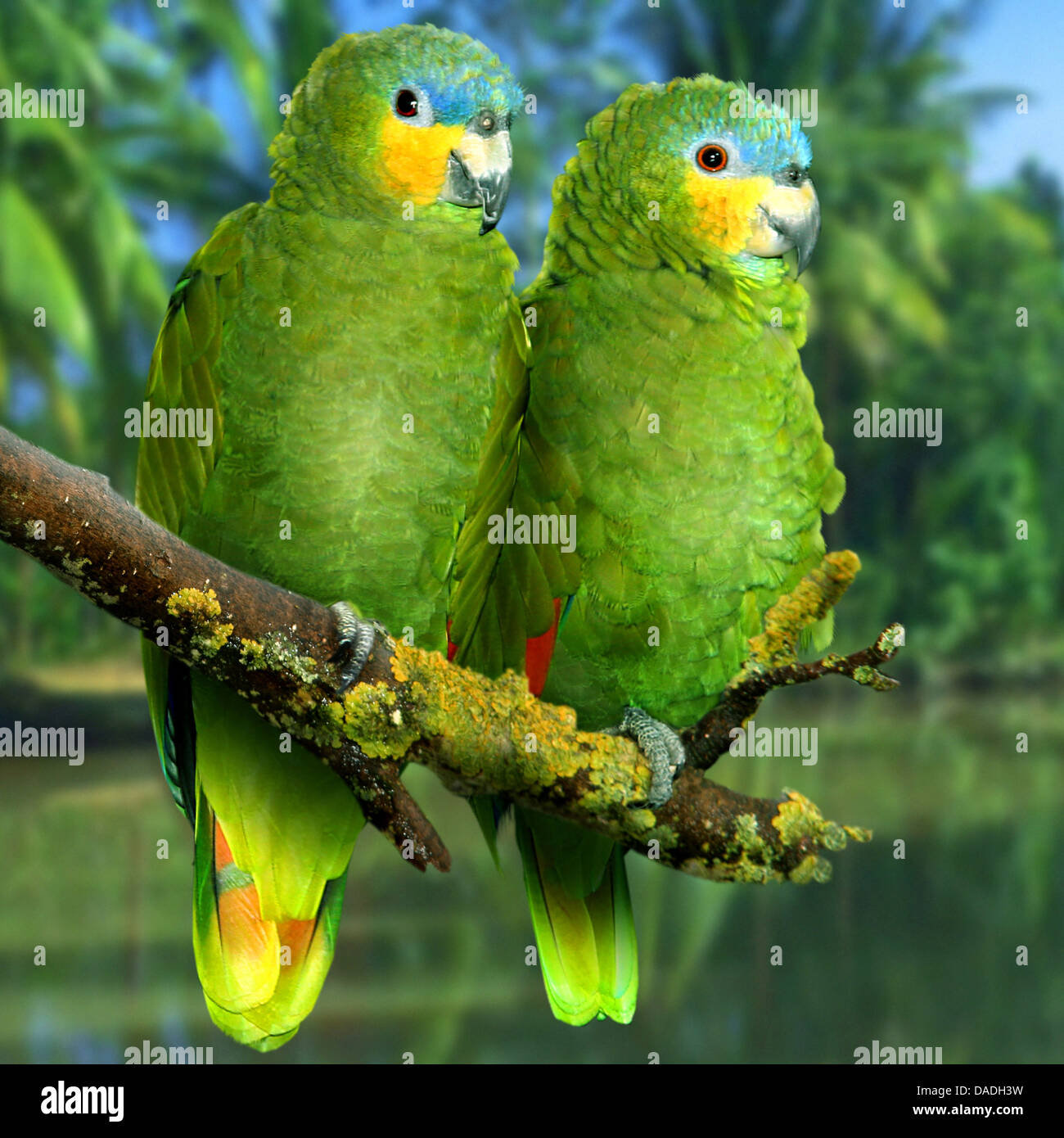 Arancio-winged amazon (Amazona amazonica), di due uccelli seduti fianco a fianco su un ramo su un fiume, Venezuela Foto Stock