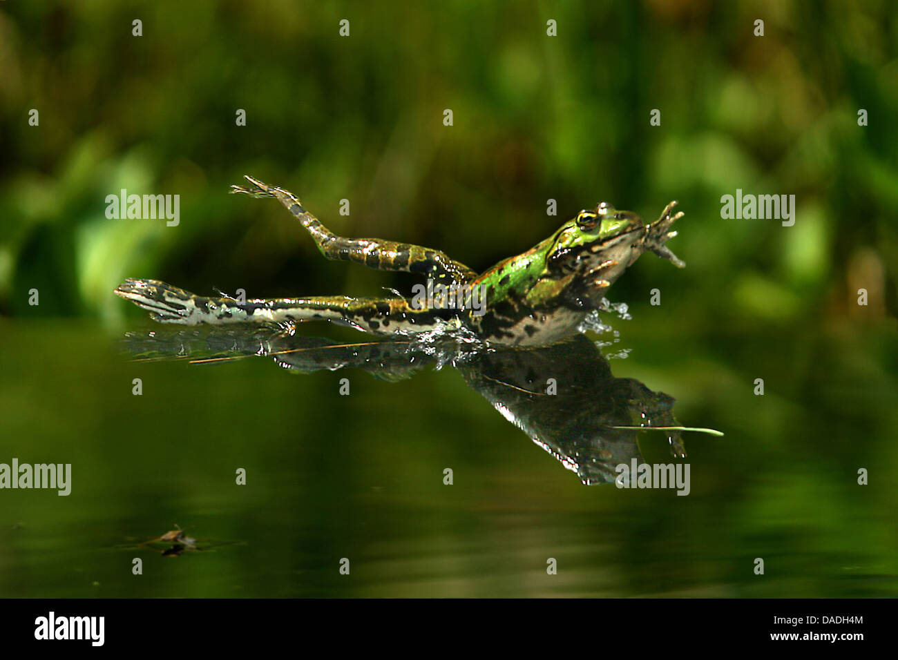 Unione rana verde, comune rana verde (Rana kl. esculenta, Rana esculenta), saltando in acqua, Germania Foto Stock