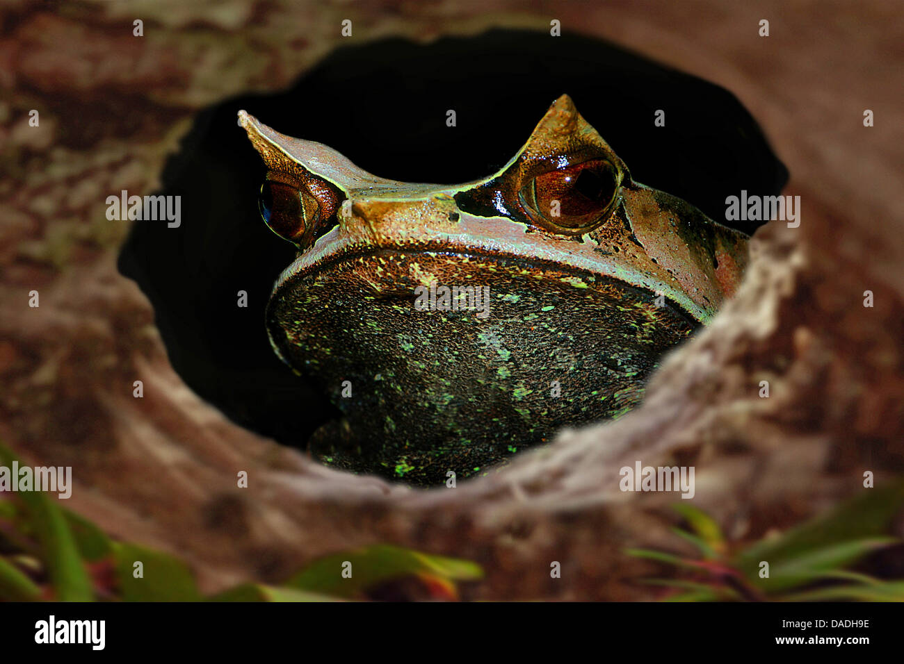 Asian spadefoot rospi, cornuto becchi di rane, rospi cornuta (Megophrys nasuta), guardando attraverso un ramoscello foro, Malaysia Foto Stock