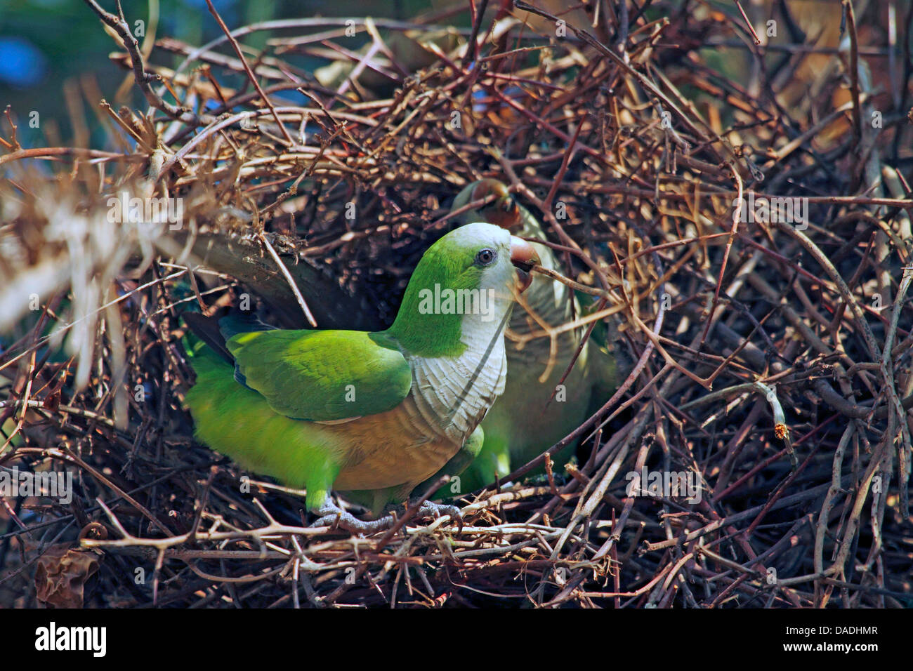 Monaco parrocchetto (Myiopsitta monachus), rammendo il suo nido, Brasile, Mato Grosso, Pantanal Foto Stock