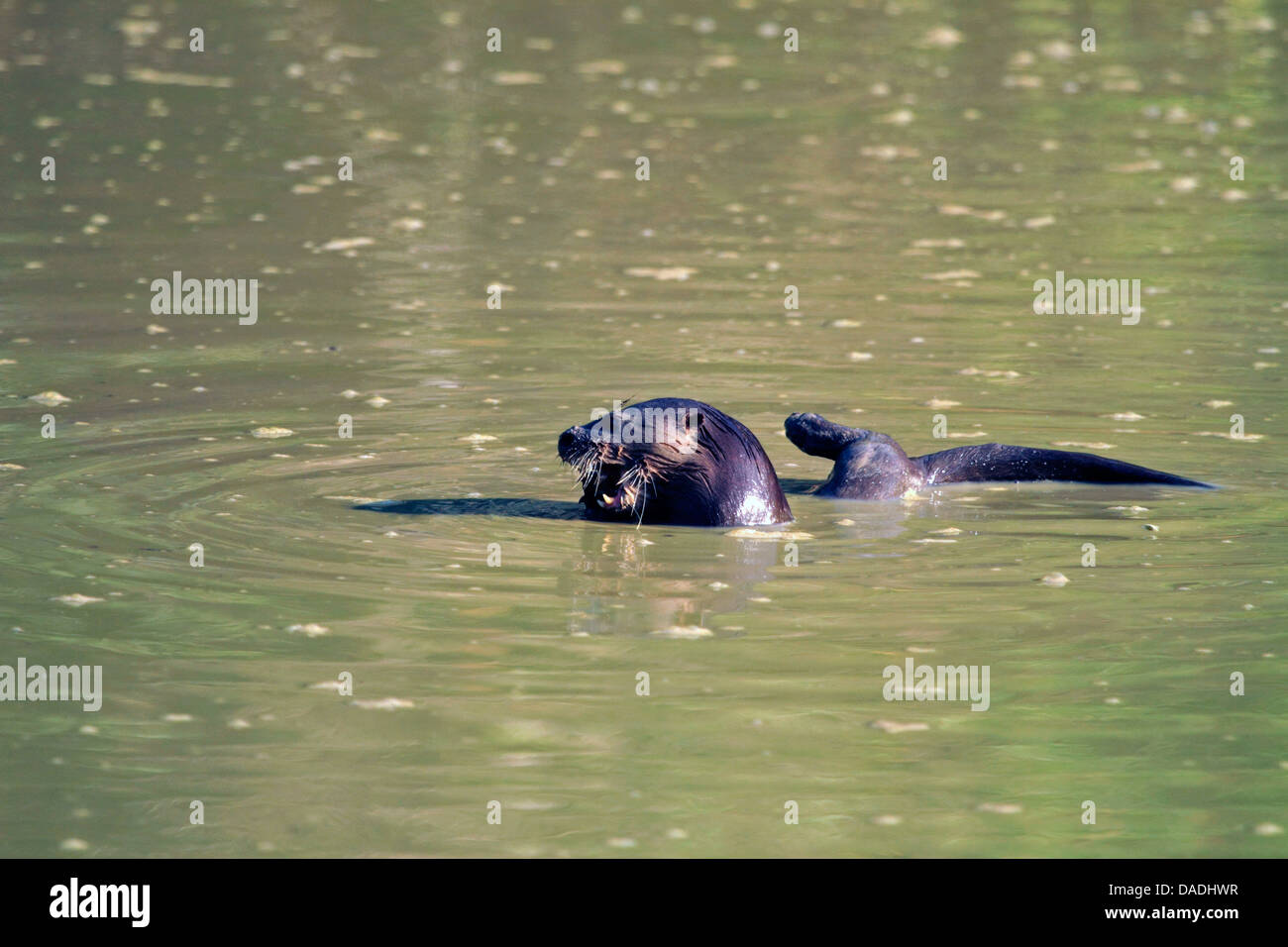 Neotropical otter, Neotropical Lontra di fiume (Lontra longicaudis), alimentando il pesce in un pool fangoso, Brasile, Matto groso, Pantanal Foto Stock