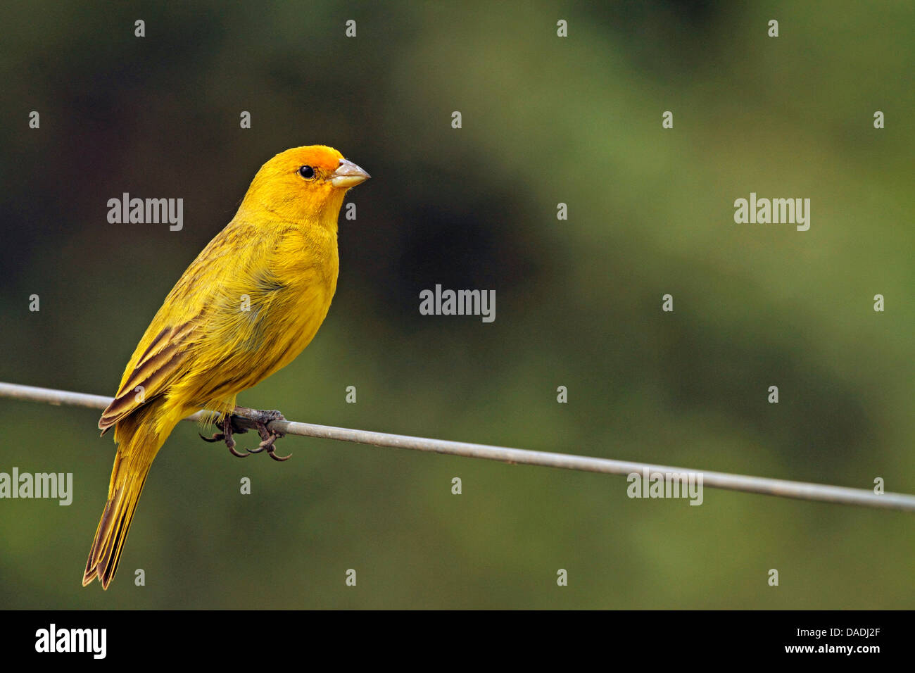 Lo zafferano finch (Sicalis flaveola), seduta sul filo, Brasile, Mato Grosso, Pantanal Foto Stock