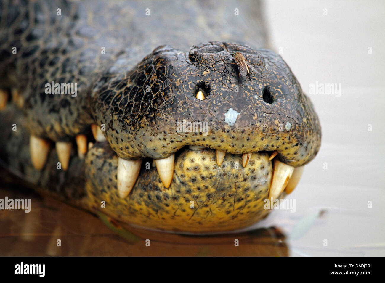 Caimano dagli occhiali (Caiman crocodilus) il dente del peering attraverso una narice, Brasile, Mato Grosso, Pantanal Foto Stock