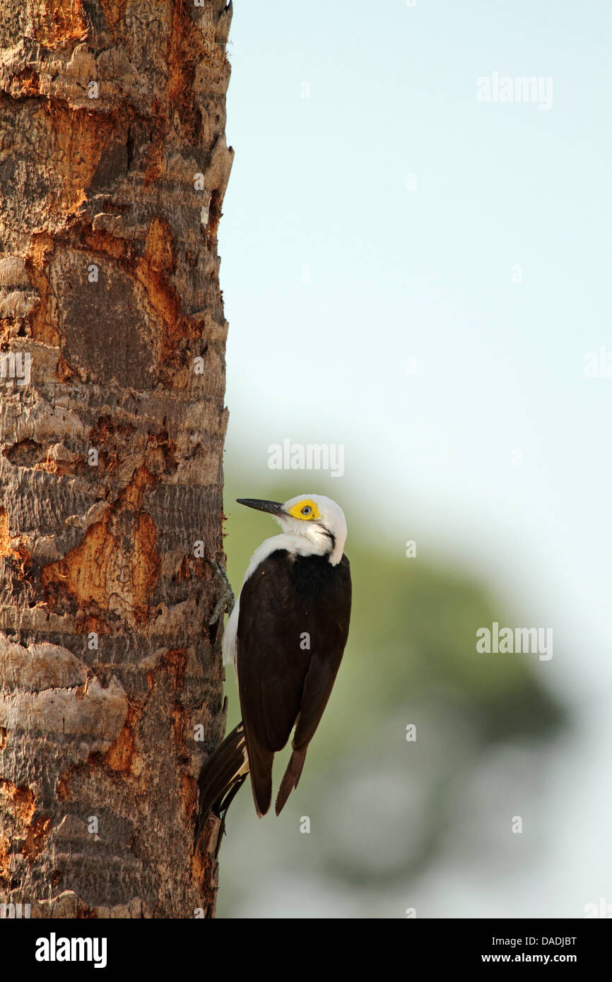 Picchio bianco (Melanerpes candidus), camminando lungo il tronco di albero, Brasile, Mato Grosso, Pantanal Foto Stock