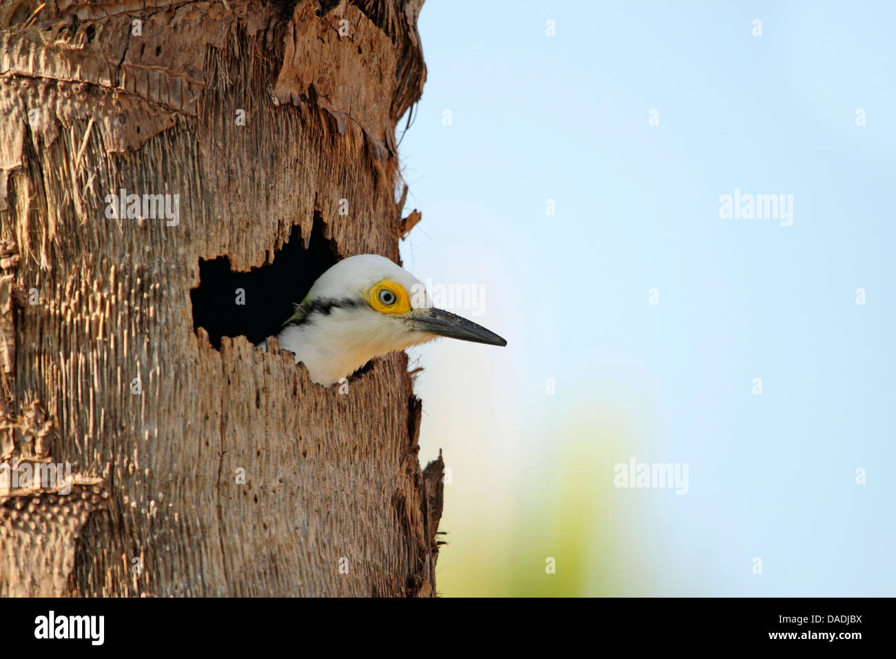 Picchio bianco (Melanerpes candidus), peeking fuori del nido in un albero di palma, Brasile, Mato Grosso, Pantanal Foto Stock