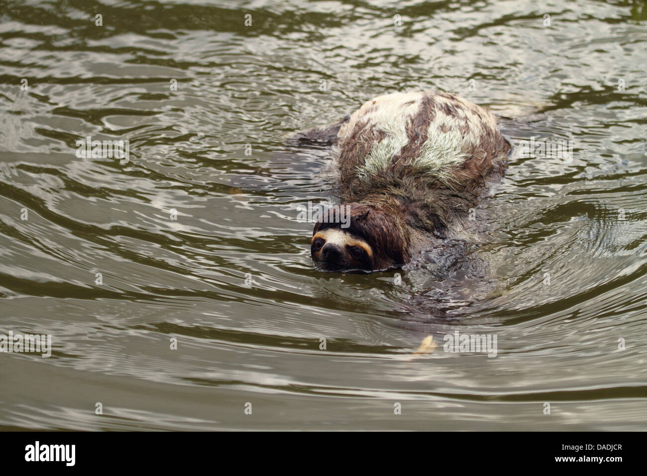 Marrone-throated sloth (Bradypus variegatus), nuotare nel fiume, Perù, Loreto, Fiume Yanayacu Foto Stock