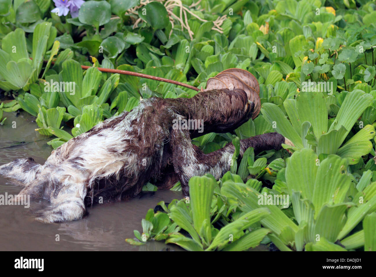 Marrone-throated sloth (Bradypus variegatus), strisciando fuori del fiume, Perù, Loreto, Fiume Yanayacu Foto Stock