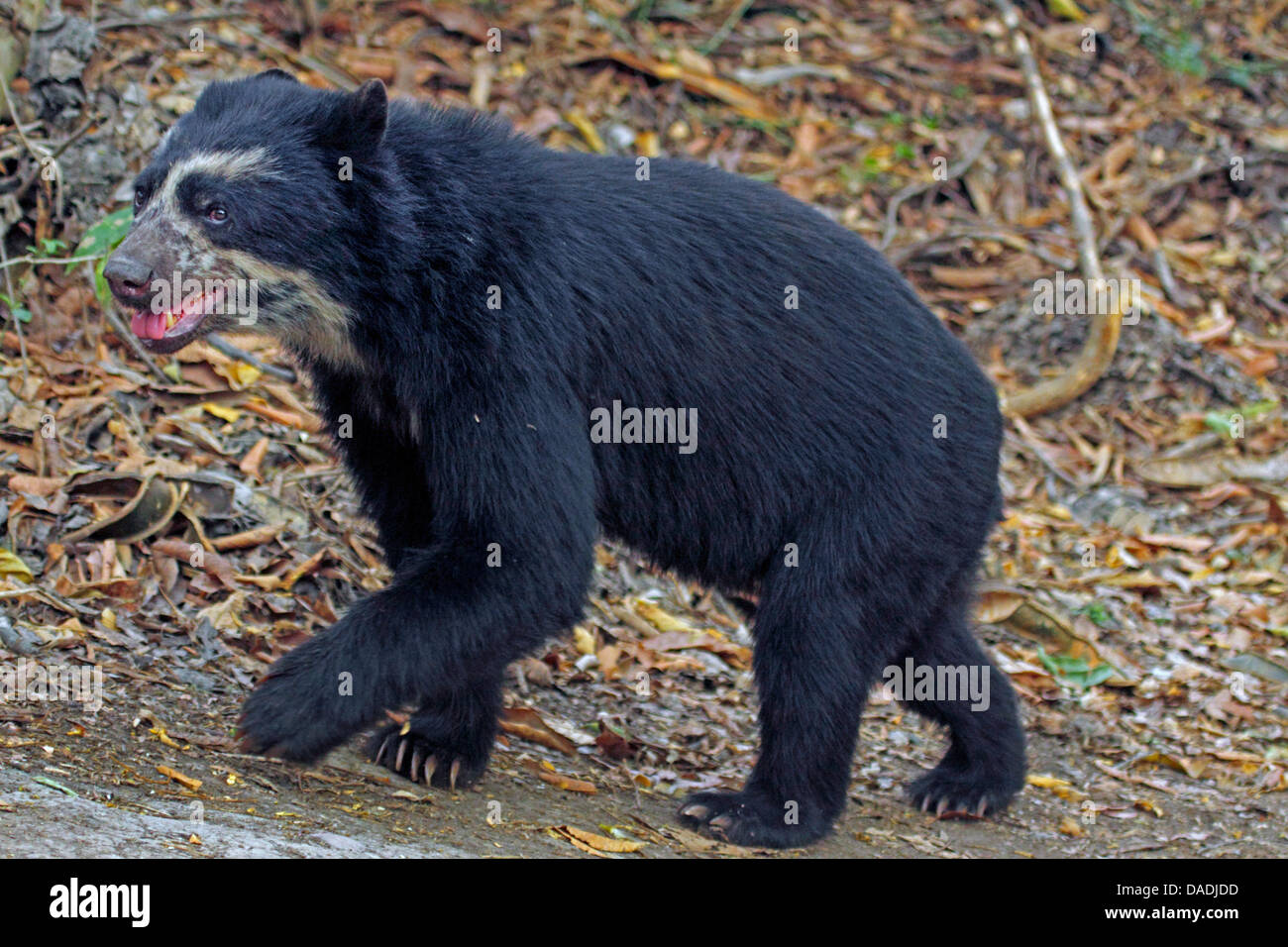 Spectacled bear (Tremarctos ornatus), passeggiate in una radura, Perù Lambayeque, Reserva Chaparri Foto Stock