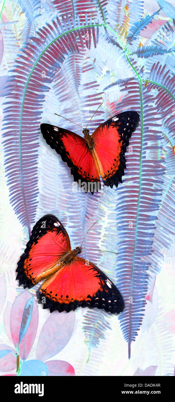 Farfalle tropicali in una foresta pluviale, componendo Foto Stock