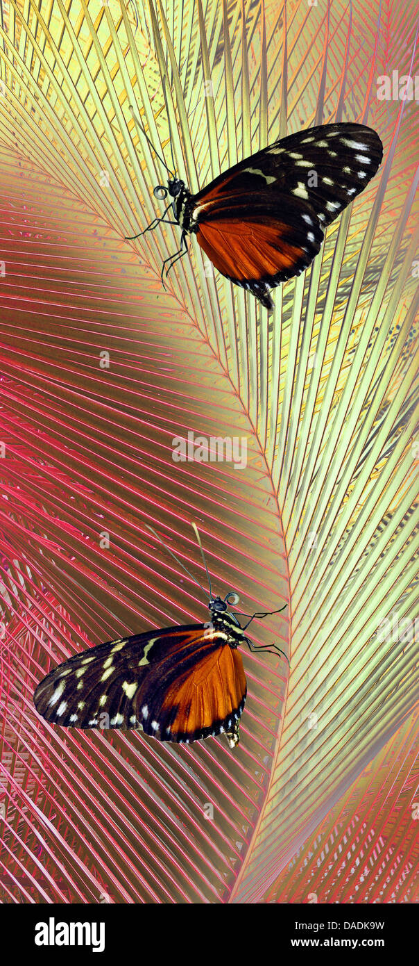 Hecales longwing, passioni flower butterfly (Heliconius spec.), due hecales con foglia di palma, la composizione Foto Stock