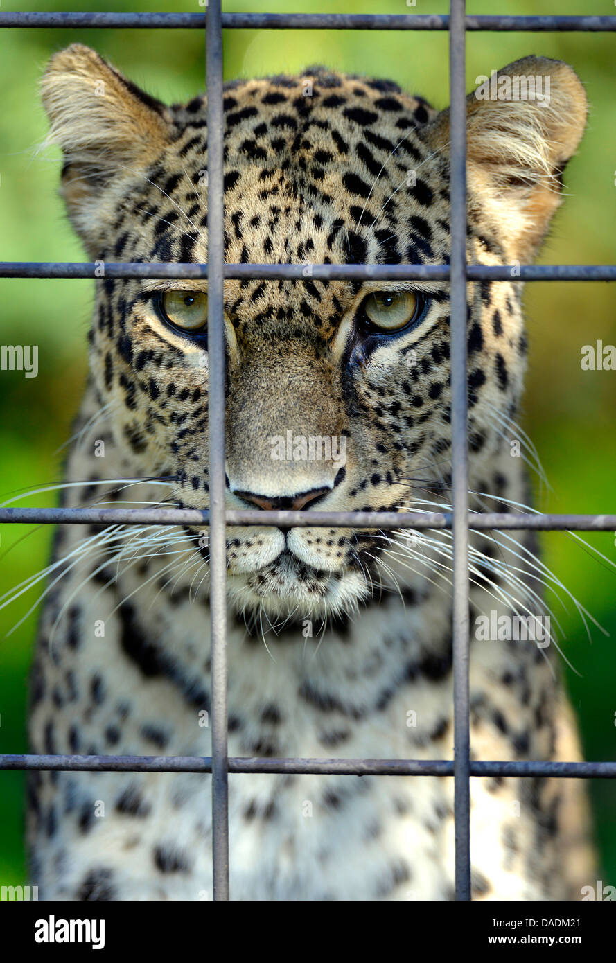 Leopardo persiano, caucasiche leopard (Panthera pardus saxicolor), captive dietro Foto Stock