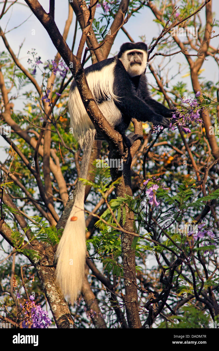 , Guereza guereza colobus, orientale in bianco e nero colobus, mantled colobus, mantled (guereza Colobus guereza, Colobus abyssinicus), seduta in acacia e mangiare in fioritura, Etiopia Sidamo, Lago Awassa Foto Stock