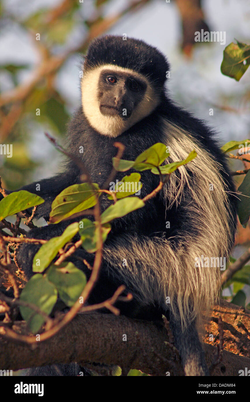, Guereza guereza colobus, orientale in bianco e nero colobus, mantled colobus, mantled (guereza Colobus guereza, Colobus abyssinicus), seduti in un albero, Etiopia Sidamo, Lago Awassa Foto Stock