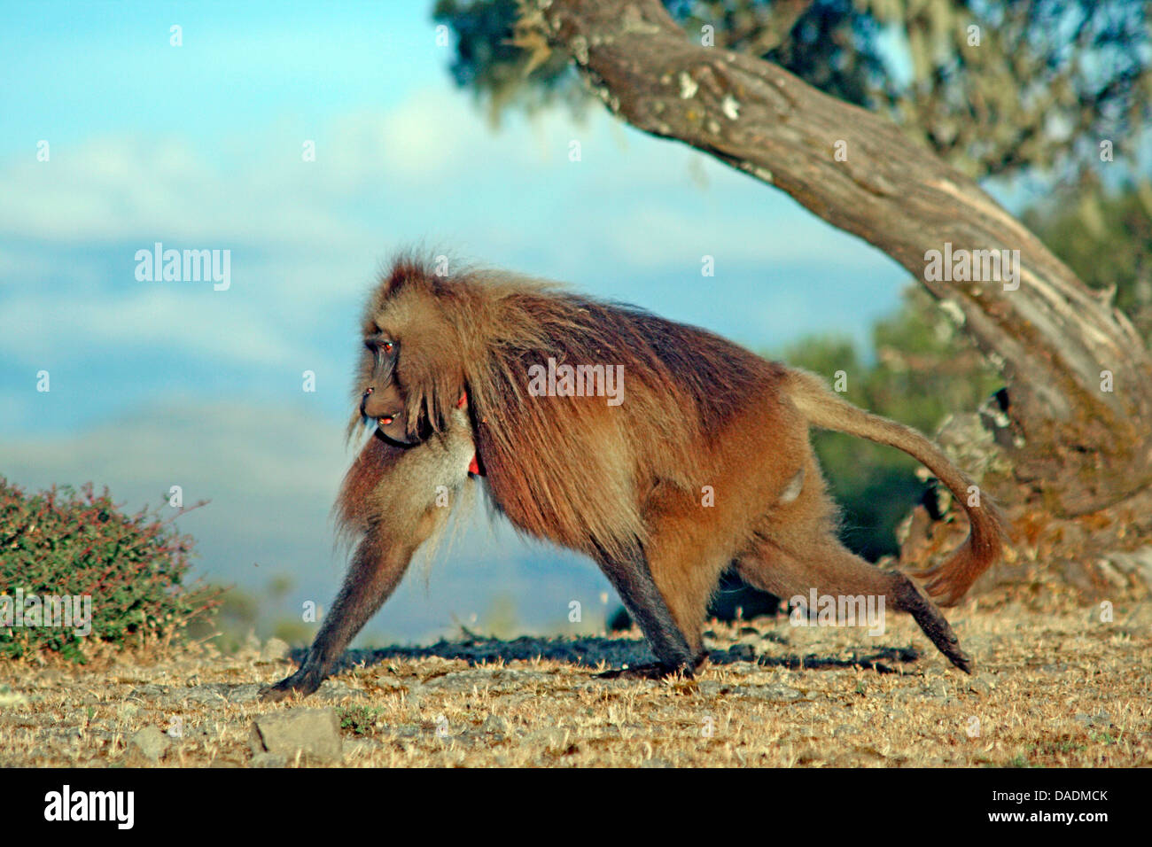 Gelada, i babbuini gelada (Theropithecus gelada), maschio passeggiate intenzionalmente, Etiopia, Gondar, Simien Mountains National Park Foto Stock