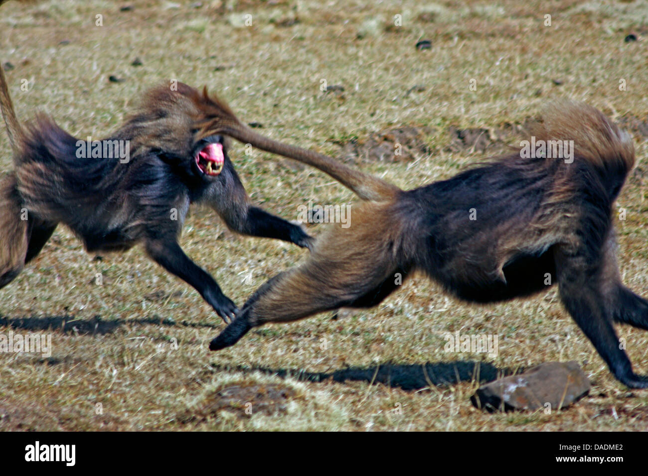 Gelada, i babbuini gelada (Theropithecus gelada), la controversia territoriale con a denti stretti, Etiopia, Gondar, Simien Mountains National Park Foto Stock