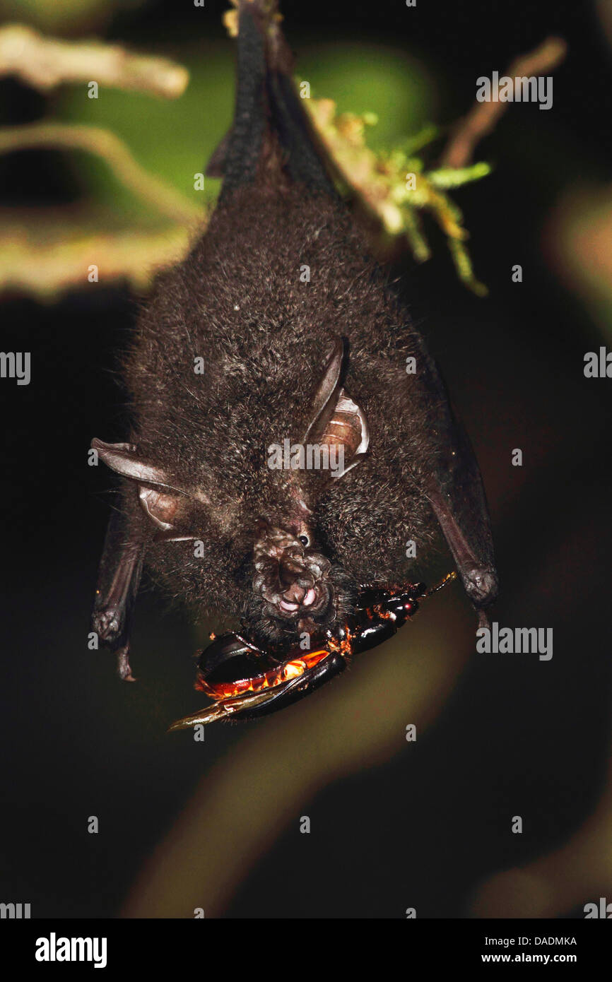 Ferro di cavallo di alimentazione bat su beetle, Indonesia, Jambi, Kerinci Seblat National Park Foto Stock