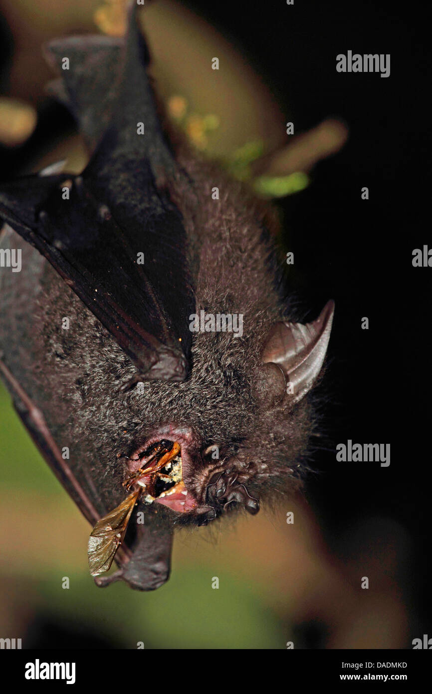 Ferro di cavallo di alimentazione bat su beetle, Indonesia, Jambi, Kerinci Seblat National Park Foto Stock