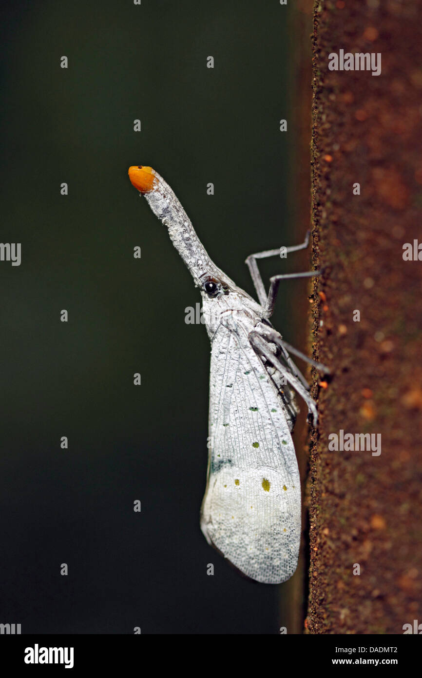 Lanternflies, Lanterna vola, fulgorid planthoppers (Fulgoridae), sul tronco, Indonesia, nella provincia di Aceh, Gunung Leuser National Park Foto Stock