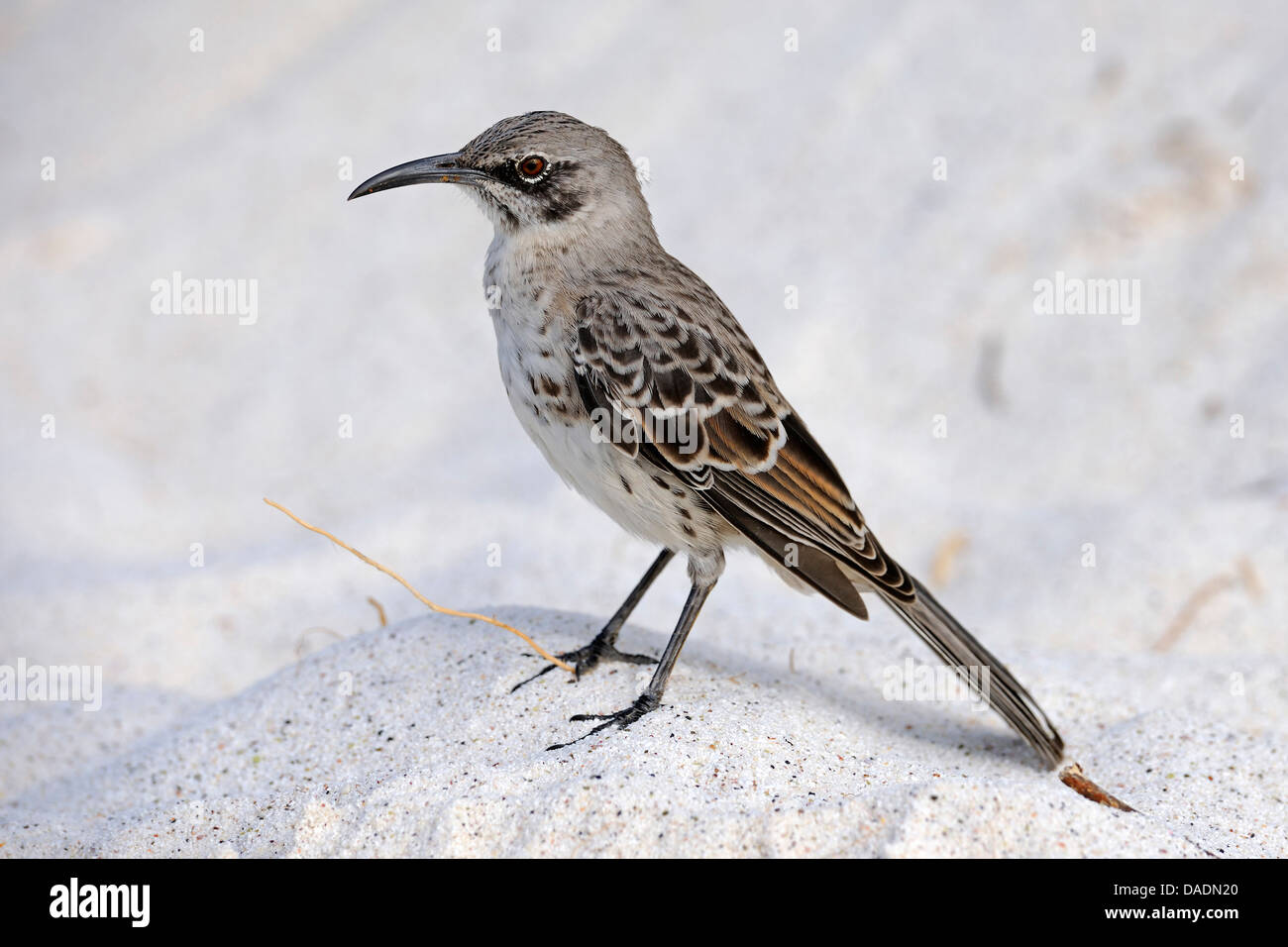 Il cofano mockingbird, Espanola mockingbird (Nesomimus parvulus subsp. macdonaldi, Nesomimus macdonaldi), sottospecie endemica sull isola Espaola, Ecuador Isole Galapagos, Espanola Foto Stock