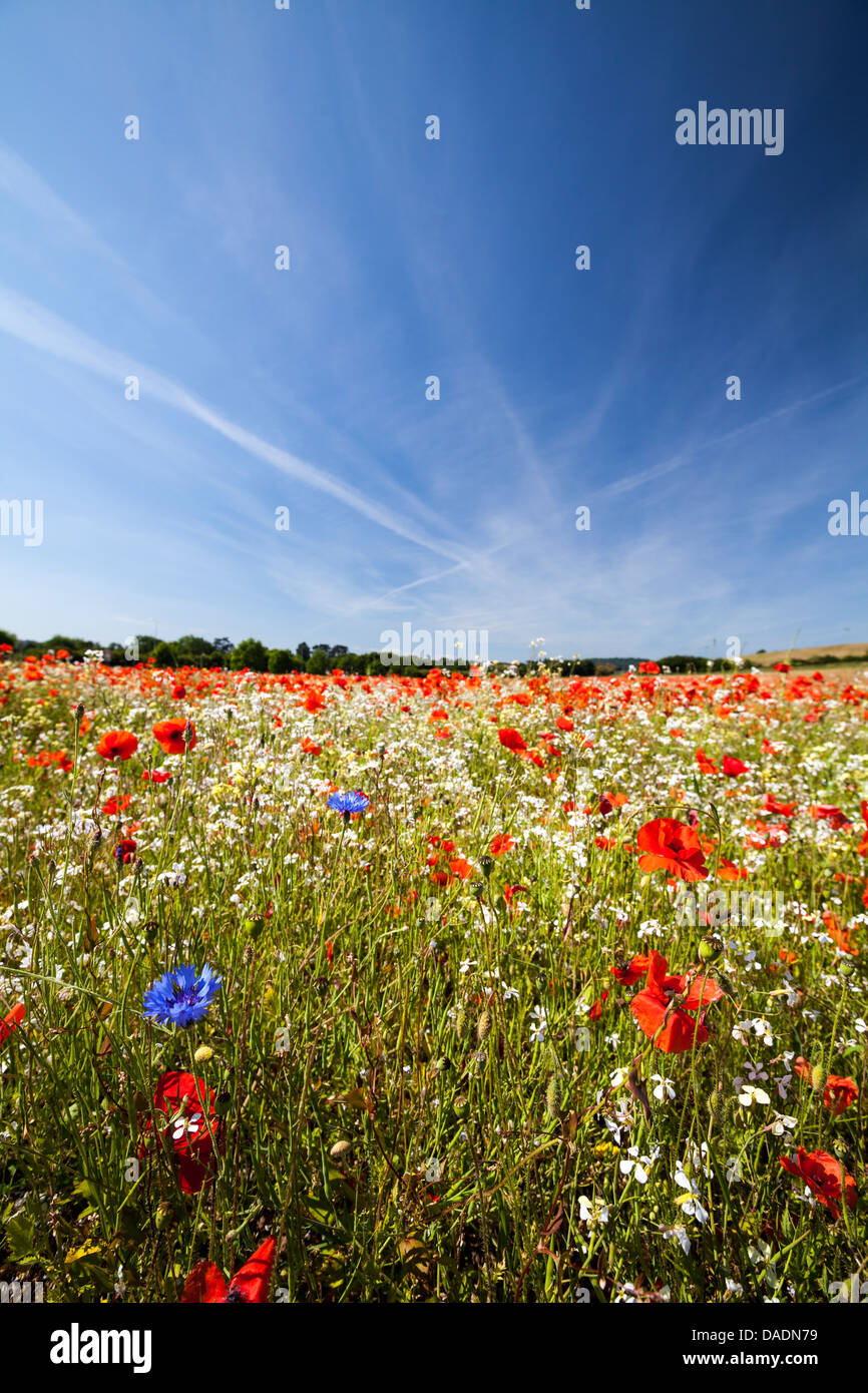 Fiori di Cornaglia blu e papaveri rossi in un campo in Inghilterra Foto Stock