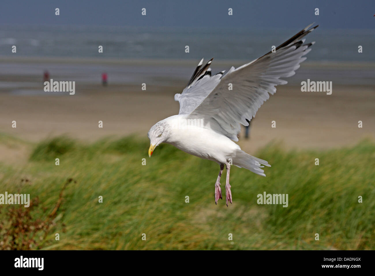 Aringa gabbiano (Larus argentatus), volare, Paesi Bassi, Texel Foto Stock