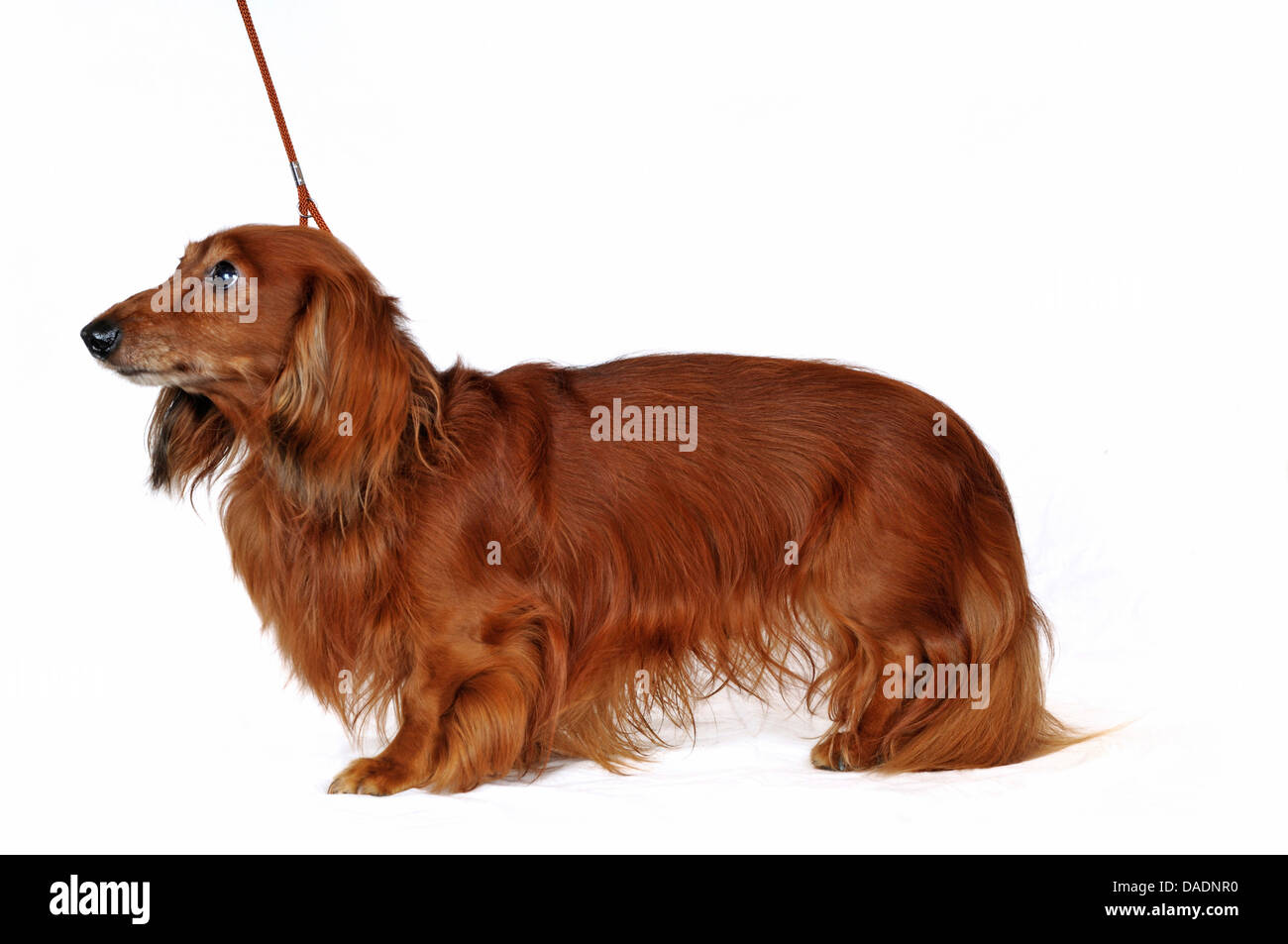 Con I Capelli Lunghi Bassotto A Pelo Lungo Cane Salsiccia Cane Domestico Canis Lupus F Familiaris Anziani Permanente Con I Capelli Lunghi Bassotto In Germania In Renania Settentrionale Vestfalia Foto Stock Alamy