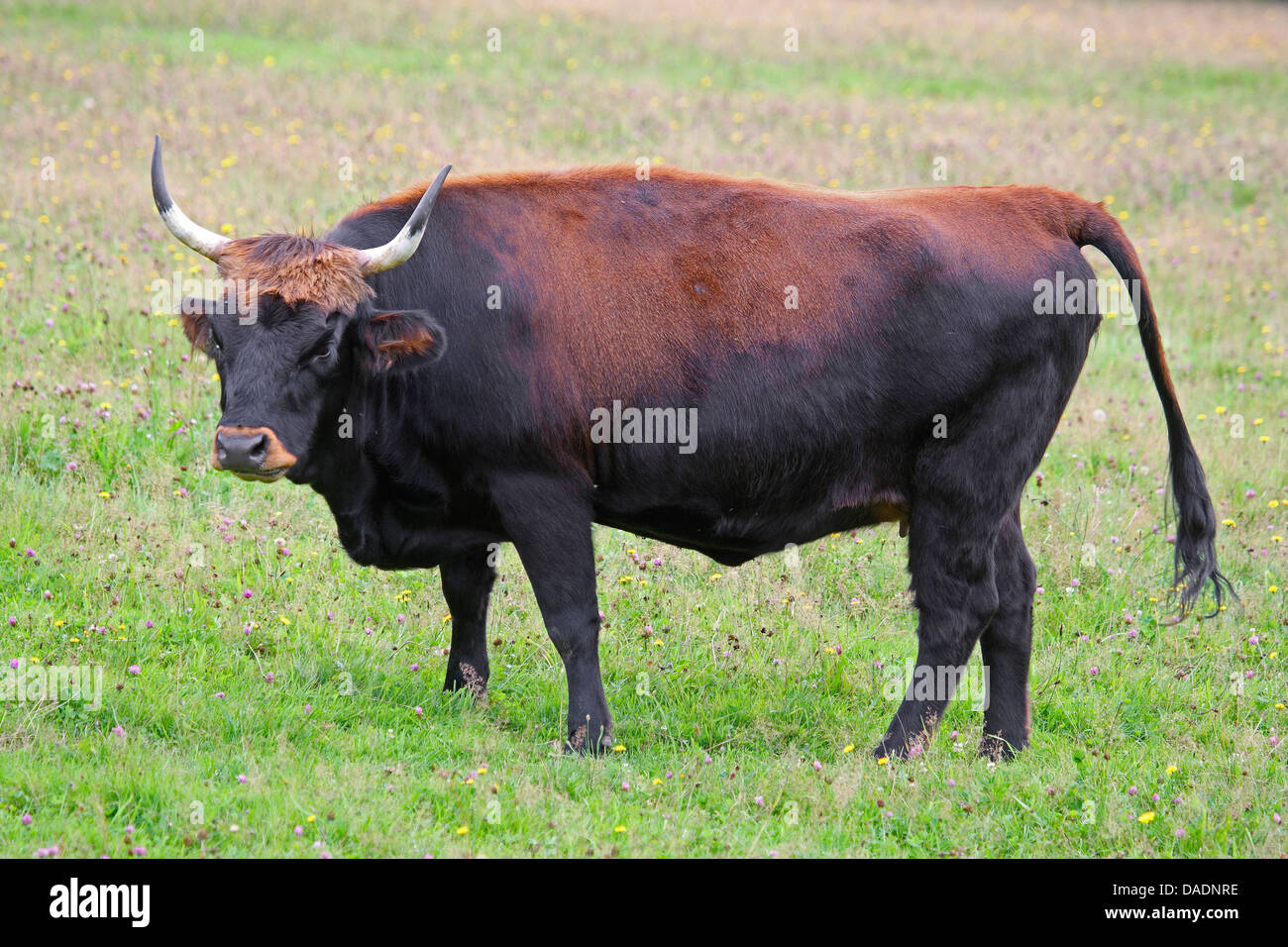 Uro (bovini domestici) (Bos taurus, Bos primigenius), in piedi sul pascolo, Germania Foto Stock