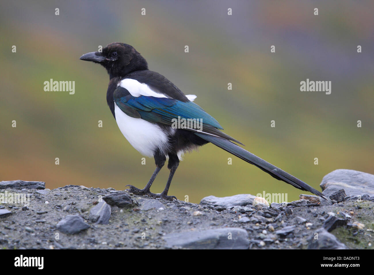 Nero-fatturati gazza (Pica pica), seduto a terra, Germania Foto Stock