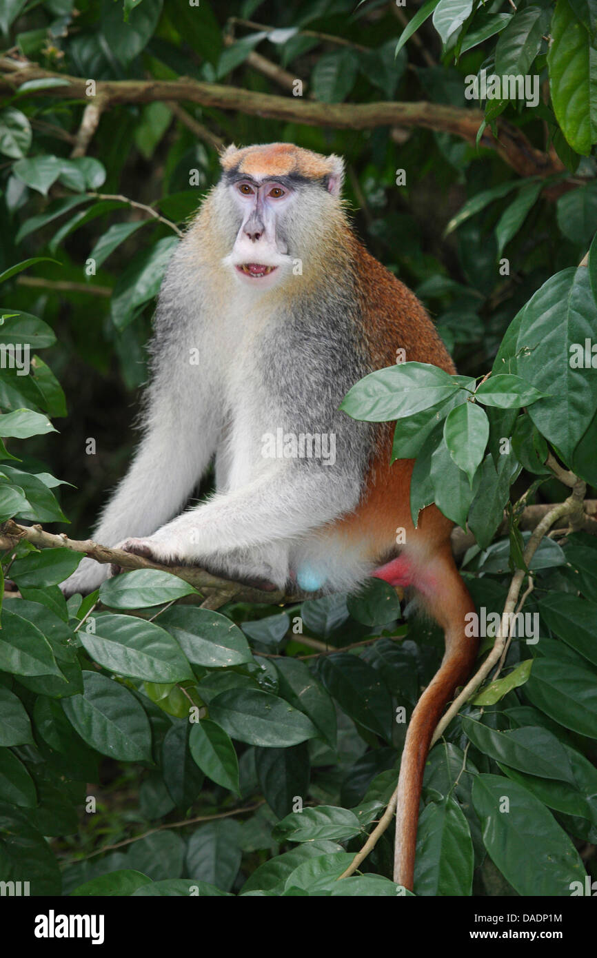 Eastern patas monkey, guenon rosso, rosso scimmia, ussaro scimmia, nisnas (Erythrocebus patas pyrrhonotus), seduto su un albero Foto Stock