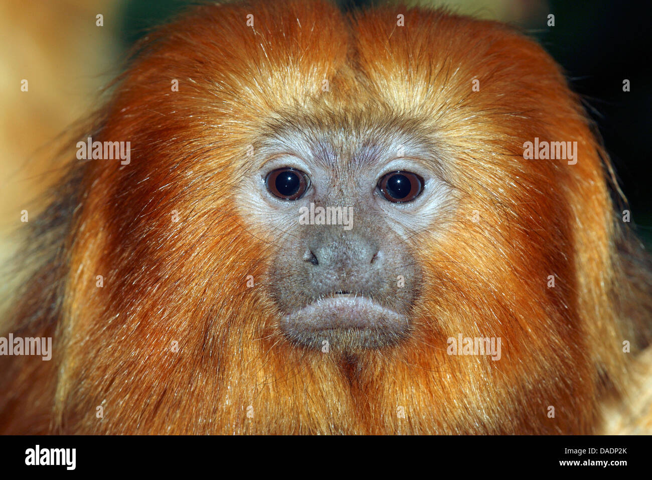 Lion Tamarin, Golden Lion Tamarin (Leontopithecus rosalia, Leontideus rosalia), ritratto Foto Stock