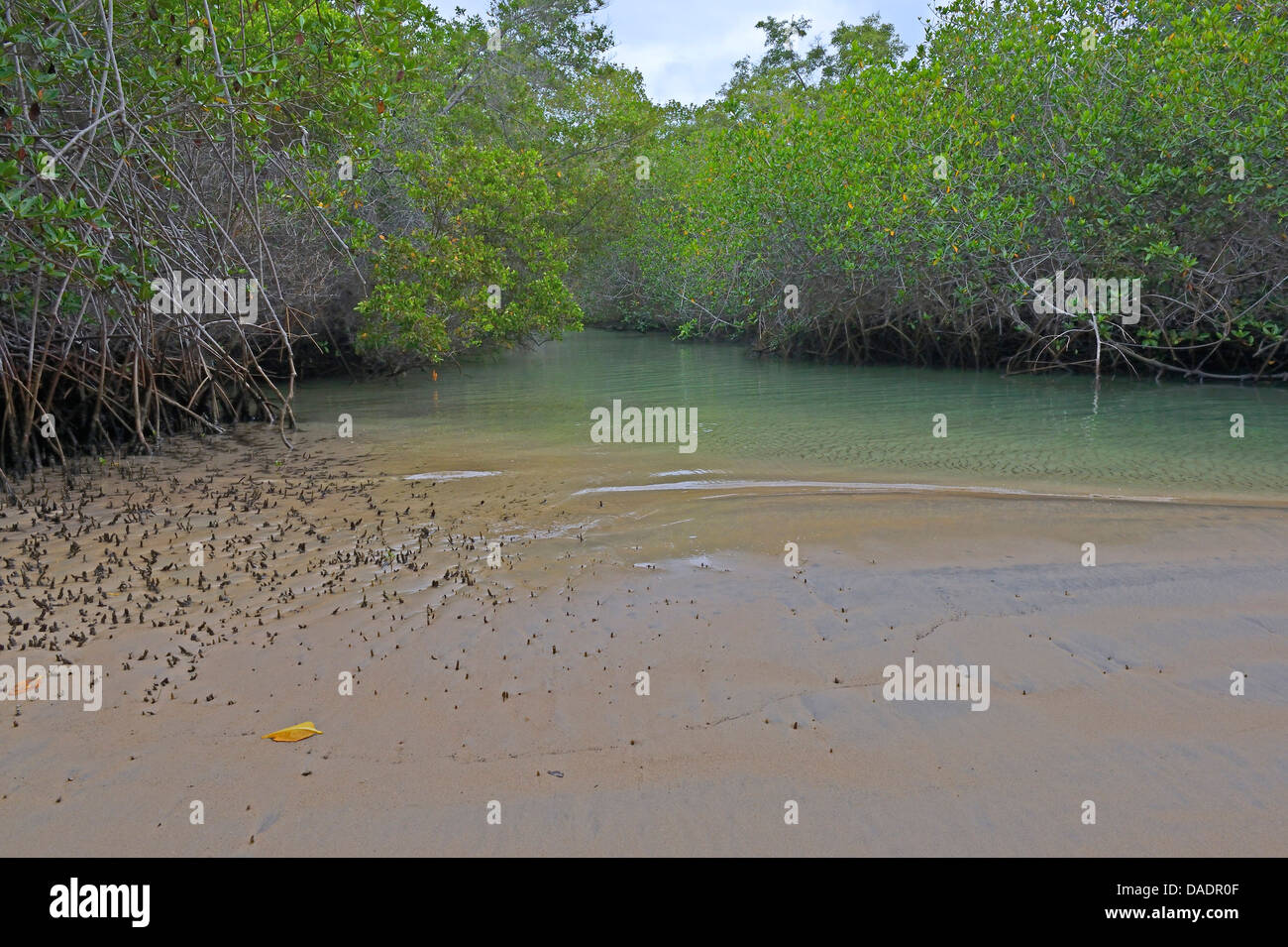 Mangrovia rossa (Rhizophora mangle), Mangrove, Ecuador Isole Galapagos, Isabela Foto Stock