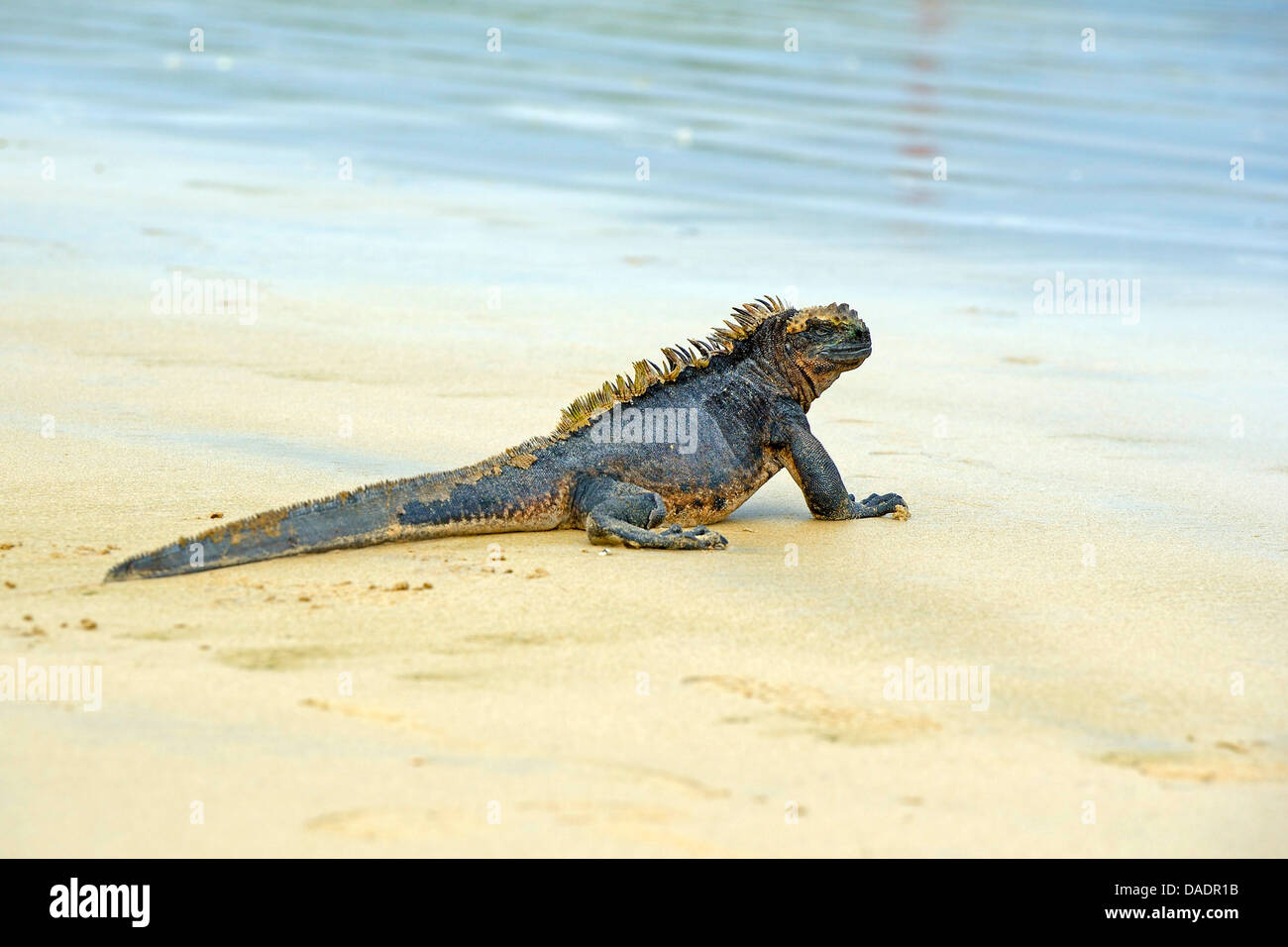 Isabela marine iguana (Amblyrhynchus cristatus albemarlensis, Amblyrhynchus cristatus ssp. albemarlensis), andando in mare, Ecuador Isole Galapagos, Isabela, Puerto Villamil Foto Stock