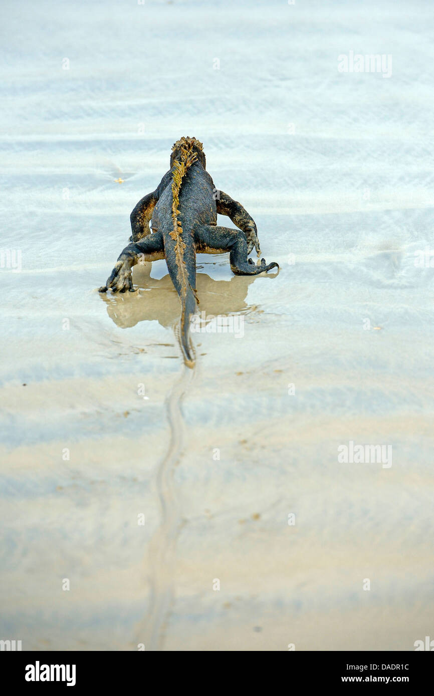 Isabela marine iguana (Amblyrhynchus cristatus albemarlensis, Amblyrhynchus cristatus ssp. albemarlensis), andando in mare, Ecuador Isole Galapagos, Isabela, Puerto Villamil Foto Stock