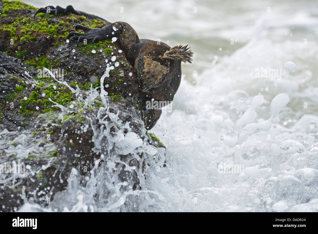 Isabela marine iguana (Amblyrhynchus cristatus albemarlensis, Amblyrhynchus cristatus ssp. albemarlensis), mangiare alghe da rocce laviche, Ecuador Isole Galapagos, Isabela, Puerto Villamil Foto Stock