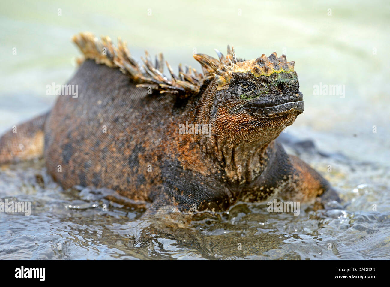 Isabela marine iguana (Amblyrhynchus cristatus albemarlensis, Amblyrhynchus cristatus ssp. albemarlensis), in acque poco profonde, Ecuador Isole Galapagos, Isabela, Puerto Villamil Foto Stock