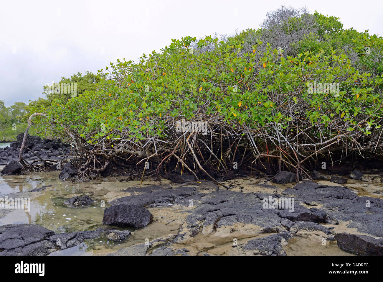 Mangrovia rossa (Rhizophora mangle), mangrovie, Ecuador Isole Galapagos, Isabela Foto Stock