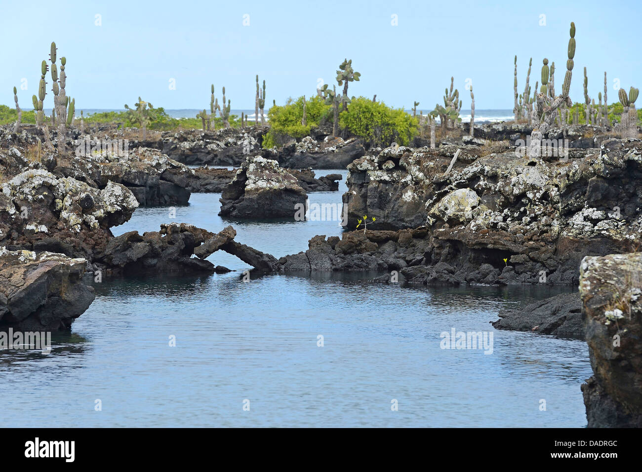 Los Tuneles con formazioni di lava e ponti, a sud-ovest di Isabela, Ecuador Isole Galapagos, Isabela Foto Stock