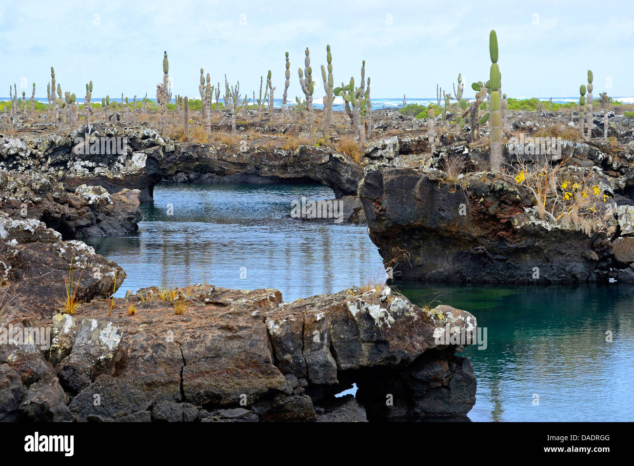 Los Tuneles con formazioni di lava e ponti, a sud-ovest di Isabela, Ecuador Isole Galapagos, Isabela Foto Stock