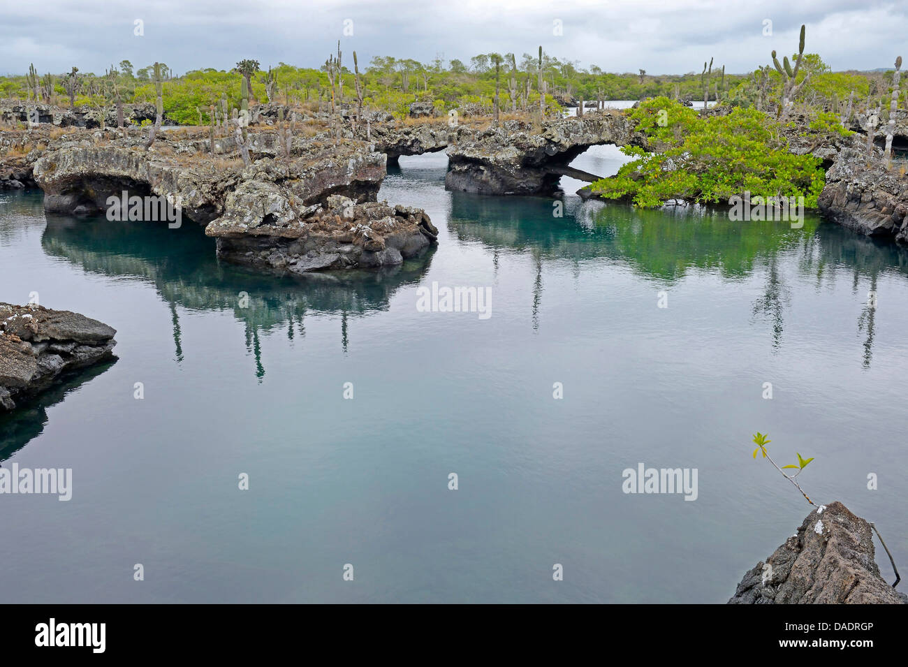 Los Tuneles con formazioni di lava e ponti, a sud-ovest di Isabela, Ecuador Isole Galapagos, Isabela Foto Stock